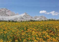 <b>新疆：发展特色种植业 拓宽农牧民致富路</b>