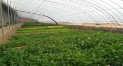 <b>黑龙江：减种玉米200万公顷 调结构初见成效</b>