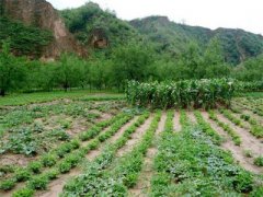 <b>如何把小农生产引入现代农业发展轨道</b>