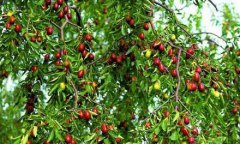 山东：颗颗红枣挂枝头 农民致富乐开花