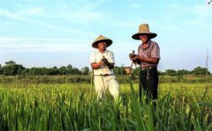 <b>安徽：合肥推广“稻鸭共养”生态农业 开辟增收致富的新路</b>