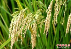 <b>四川：金字招牌越擦越亮 农业由大到强</b>