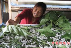 <b>四川：珙县小小蚕桑奔向亿元大产业</b>