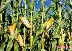 <b>四川：以养带种 达州宣汉巧解“卖粮难”</b>