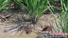 <b>四川：稻田养虾每亩多赚2000元 广汉将大面积推广</b>