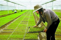 <b>农作物良种攻关取得重大进展</b>