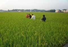 <b>全面推进农作物良种联合攻关 开创绿色种业发展新局面</b>