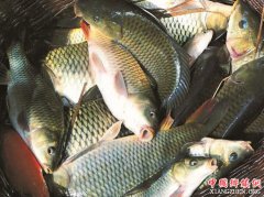 <b>四川：仁寿县 收完稻谷 每亩还有300斤鱼捞！</b>