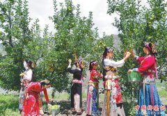 <b>四川：小金县采摘有阳光味的苹果</b>