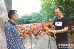 <b>四川：养有方卖有道 泸州“养鸡大王”养虫草鸡年入百万</b>