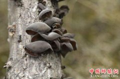 <b>四川：椴木棒变“点金棒” 青川木耳香天下</b>