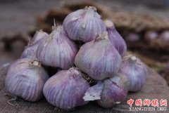 <b>四川：阿坝松潘县 一颗大蒜试出脱贫路</b>