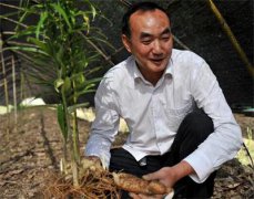 <b>陕西：发展天麻种植 带动农户发展中药种植产业</b>