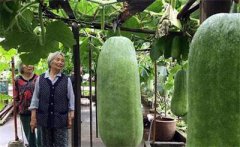 <b>江西：八旬老汉楼顶种出140多个大冬瓜 卖得8000多元</b>