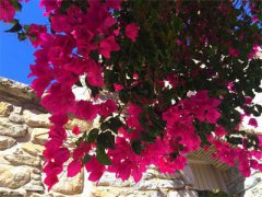 <b>海南：万宁市三角梅将村庄变成花园 昔日“垃圾村”变美丽乡村</b>