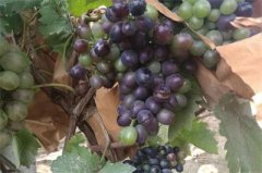 <b>山东：峄城区瓜果飘香糕点甜 家家走上致富路</b>