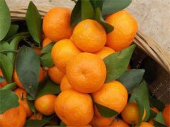 <b>广西：桂林这个县的农民年薪10万算贫困户 “黄金果”创致富“神话”</b>