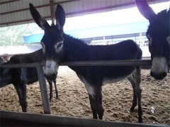 山西：养驴农户搭上致富快车 彻底解决贫困户脱贫