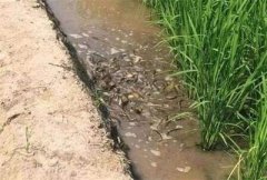 <b>辽宁：稻田里养泥鳅赢来双收益 成养殖户致富的新途径</b>