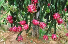 <b>湖北：种植原产于非洲的“金果子” 定销广东增收12万</b>