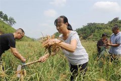 <b>湖南：发展穇子产业 山区村民增加了创收渠道</b>