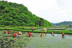 <b>重庆：“农民+”做出世界最大莼菜产业 年创汇约400万美元</b>