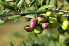 <b>甘肃省：陇南市油橄榄成陇南农民“致富果” 帮助贫困群众脱贫</b>