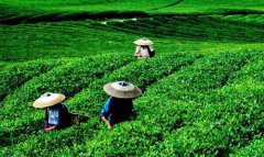 <b>贵州：今年安排3506万元资金 支持茶产业发展</b>