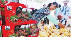 <b>云南：第三届中国石林人参果旅游文化节开幕 人参果已成当地致富果</b>