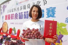 <b>河北：葡萄比赛增强两地种植经验 共同打造最佳品质葡萄产业</b>