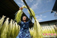 <b>四川：成都市郫都区小韭黄大产业 锦宁村韭黄年产值超三千万元</b>