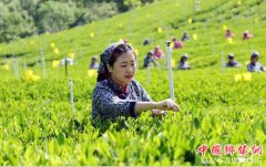 <b>四川：一片茶叶的五种颜色 青川县把茶产业打造成生态富民产业</b>