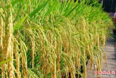 <b>四川： 彭州科技助力 水稻增产农民增收</b>