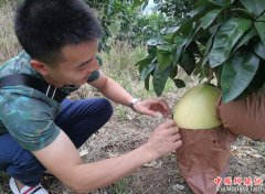 <b>四川：丹棱县三红柚熟了 白里透红惹人爱</b>