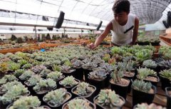 <b>西安：父子俩痴迷多肉投资百万 石头上培育做成艺术品</b>