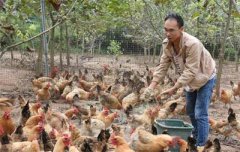 <b>四川：仪陇县小伙返乡创业搞生态养殖 土鸡“啄”开致富门</b>