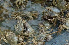 <b>江苏：阳澄湖“养蟹状元”靠水吃饭 钱并不好赚 挑苗、投喂最关键</b>