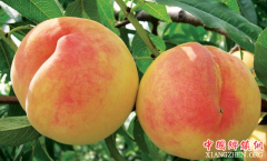 <b>河北：农民培育出1050克“蜜桃王” 打破了当地历史纪录</b>