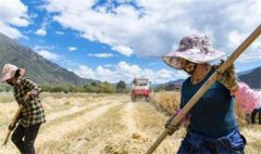 <b>西藏：农牧业科技进步对经济增长贡献率达45%</b>