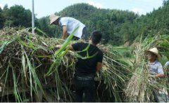 <b>湖南：永兴县兄弟携手走“山羊联养”扶贫之路 舍小利做良心企业</b>