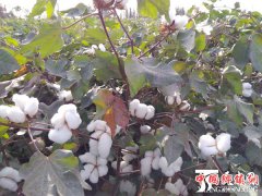 新疆：尉犁县百万亩棉花丰收在望