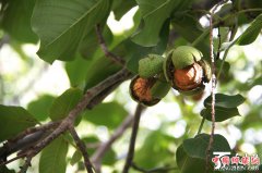 <b>新疆：阿克苏地区林果“硕果累累”满枝头 铺就农民致富路</b>