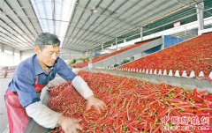 <b>重庆：石柱小辣椒做成大产业</b>