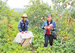 云南：会泽县 娜姑镇种出“致富果”