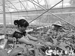 广东：韶关市“敢吃螃蟹”的农家女 返乡创业带富乡邻