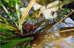 <b>河南省：潢川县“稻虾共作”成富民大产业 引领现代农业发展方向</b>