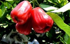 <b>海南：海口种植泰国“红宝石” 引领村民脱贫致富</b>