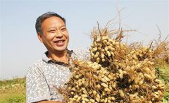 <b>河北：唐山新品种花生喜丰收 农民致富不忘乡亲</b>