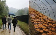 <b>浙江:夫妻大山里种灵芝 开辟致富的新途径</b>