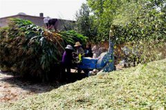 <b>黑龙江：佳木斯秸秆青贮变废为宝 促使畜牧业持续健康发展</b>